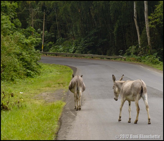 Donkeys in the road on the coast of Ecuador. 