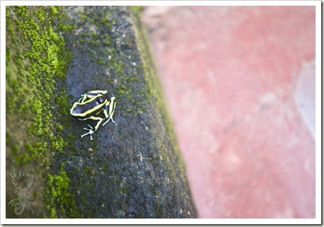 poison dart frog in colombia, yellow stripped poison frog