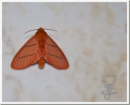 bright orange moth in colombia