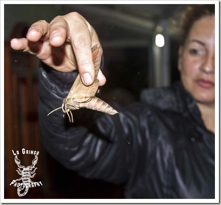 hold a giant moth in you hand, colombia