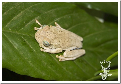 off white color changing frog from colombia, sleeping on leaf
