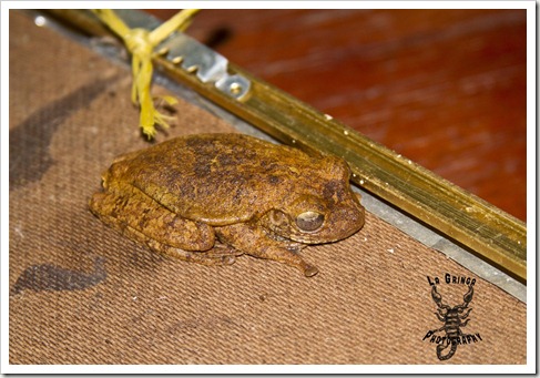 brown color changing frog, sleeping on photo frame