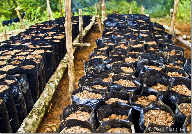 bags of cacao seeds, bags of dirt, farming