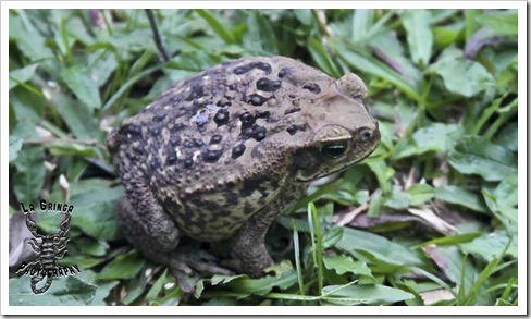 cane toad in colombia