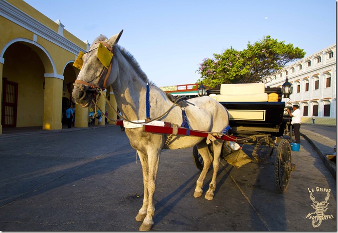 horse drawn carriage in cartagena