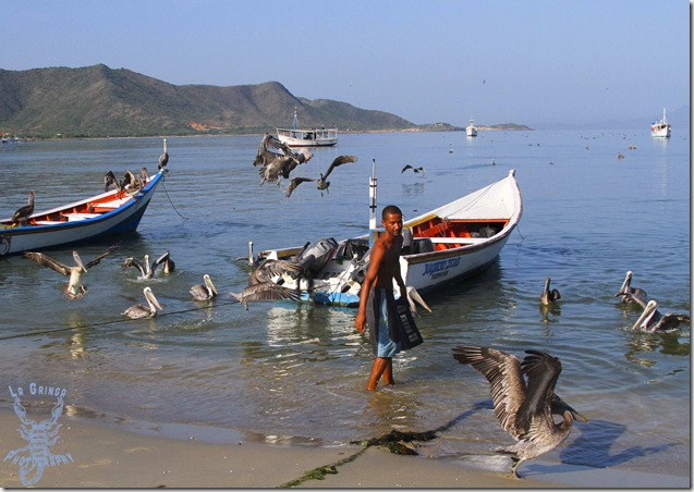fishermen throws scraps to Pelicans on juan griego, margarita island, venezuela, water, ocean, caribbean, goingnomadic, la gringa photos