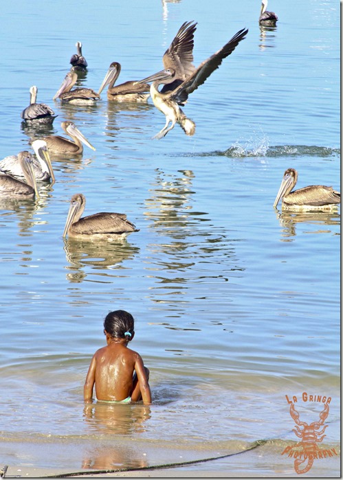 girl, pelicans, water, ocean, caribbean, venezuela, margarita island, girl watches birds, la gringa photos