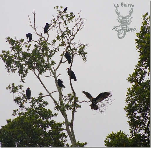 vulture, carnivore, bird, orinoco, venezuela, animals