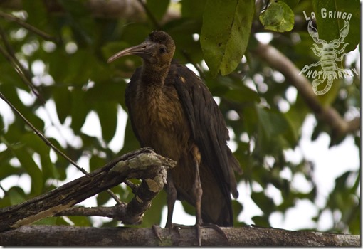 green ibis, ibis, bird, animal, venezuela, orinoco