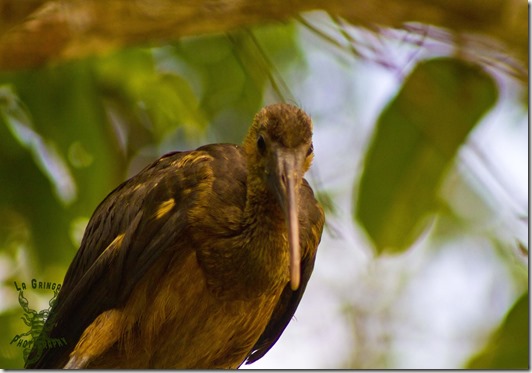 green ibis, orinoco, venezuela, bird, animal