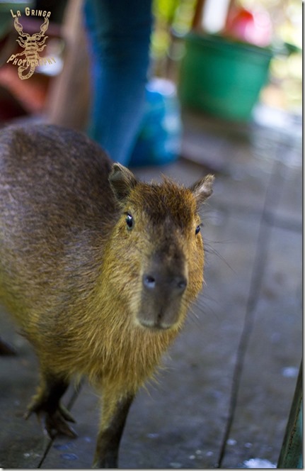 capybara, chingui, animal, largest rodent in the world, venezuela, orinoco, giant hamster