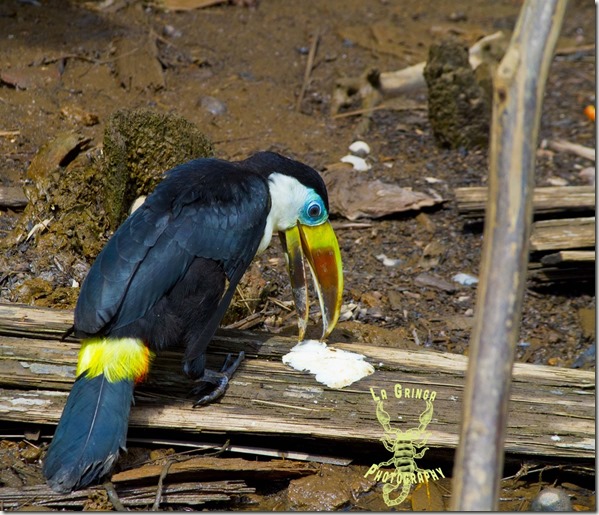 toucan, bird, orinoco, venezuela, animal, eating, wood, lagringaphotos, dani blanchette