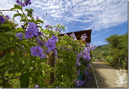 Jardin, colombia, south america, garden , purple flowers, flowers, 