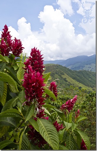 Jardin, colombia, south america, flowers, pink, red, mountain view, landscape