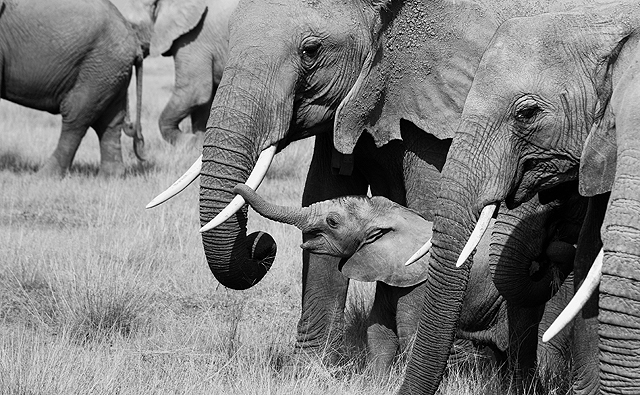 Amboseli, kenya, africa, african elephant, baby elephant, baby with mom, elephant family, tusks, conservation, amboseli national reserve, elephants in africa, 