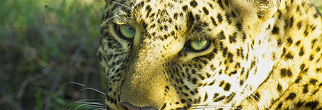 Green Eyed Leopard