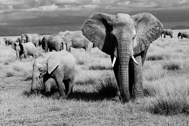 elephants, kenya, amboseli, elephant conservation, african elephants, kenyan elephants, animals, large animals, endangered animals.