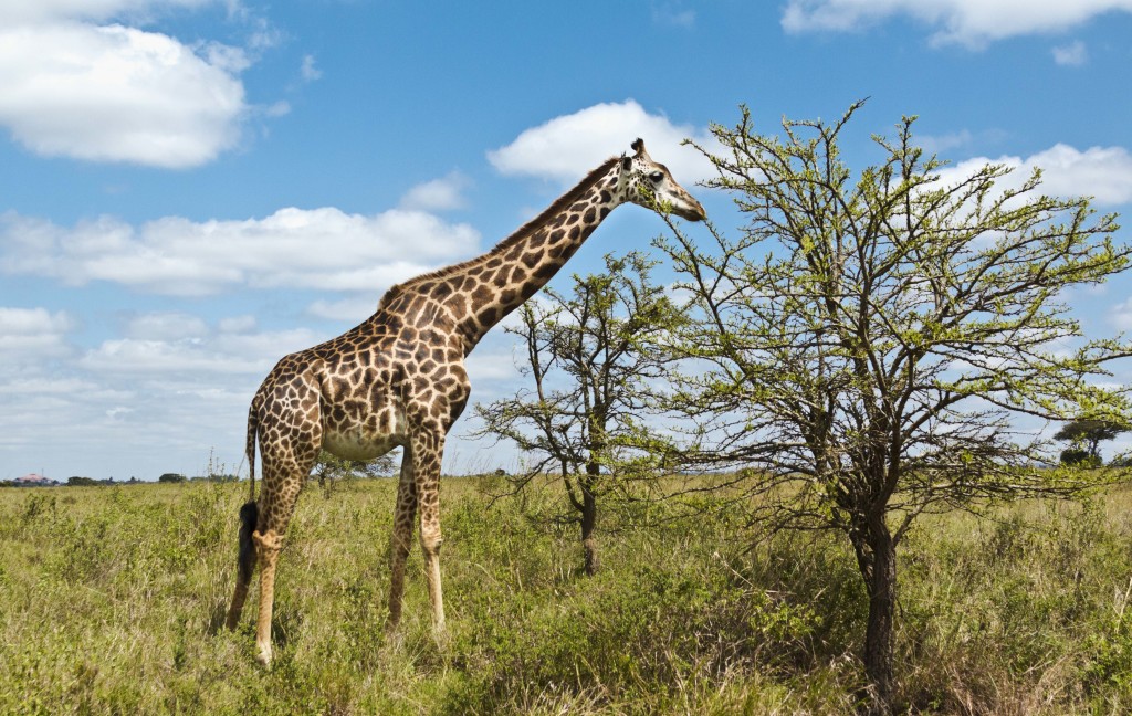 giraffe, kenya, nairobi, safari