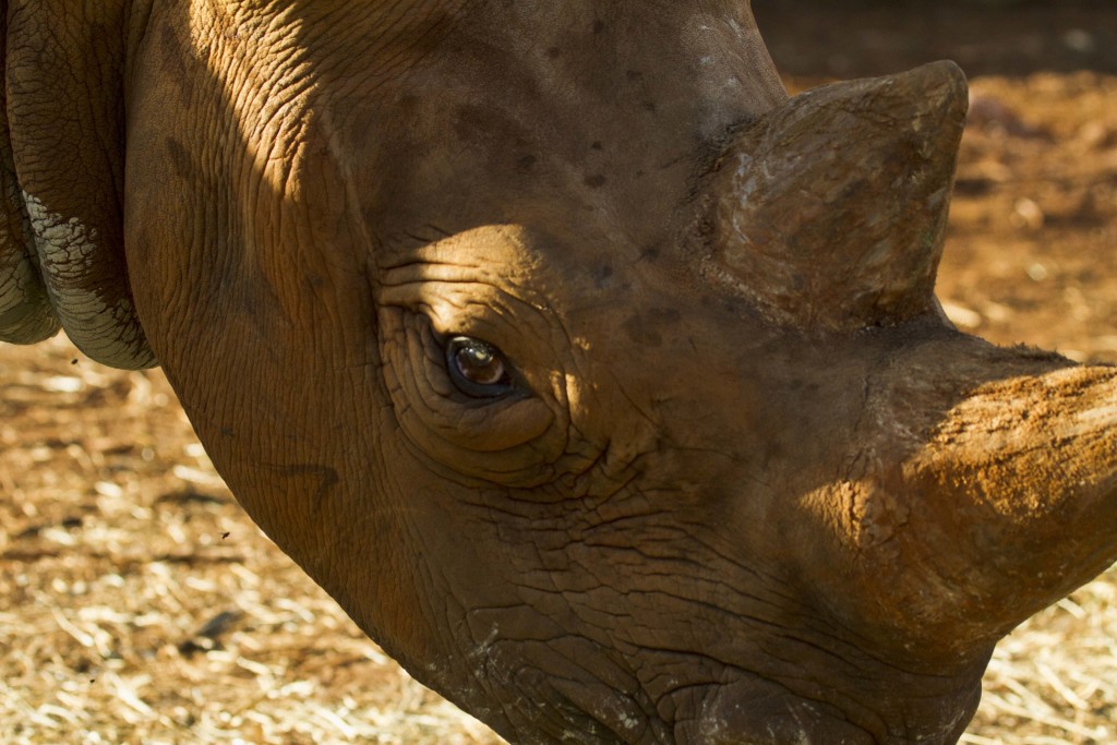 rhinos, kenya, safari, nairobi national park