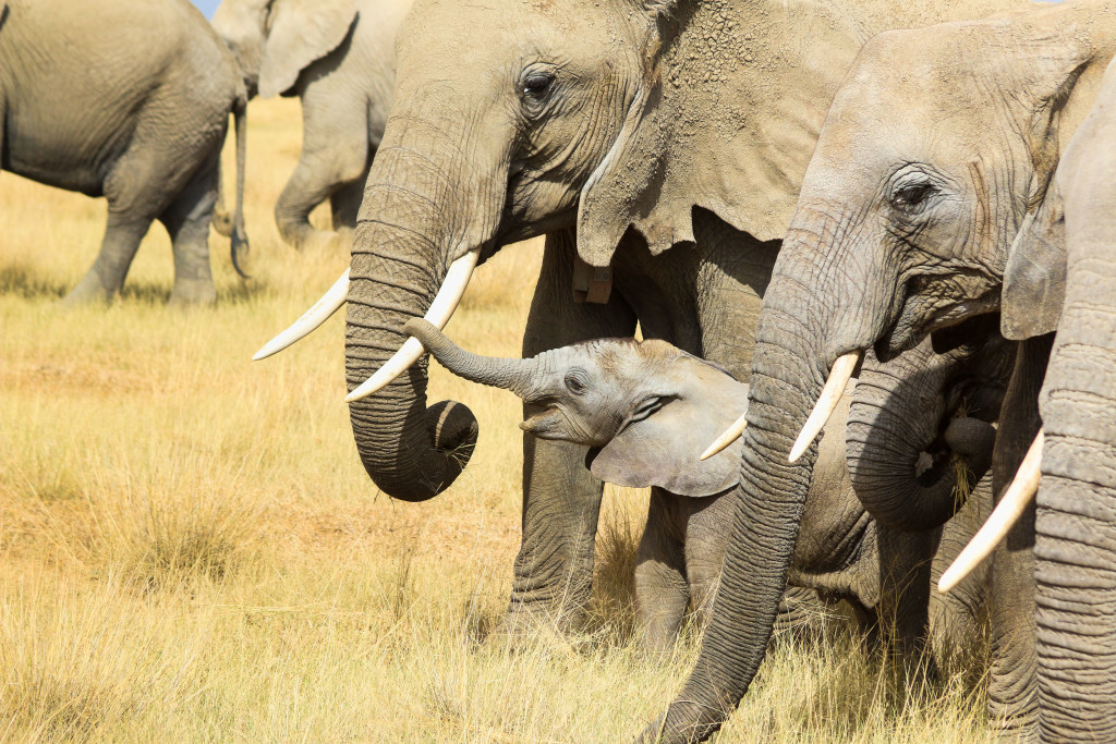 elephant, safari, amboseli, kenya, baby elephant